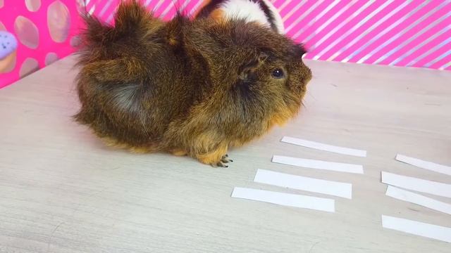 100 ЗАДАНИЙ ЗА 24 ЧАСА | Свинка Бузя Челлендж смотреть онлайн