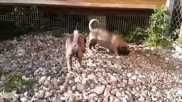 Щенки кангала 1 месяц (2 часть) смотреть онлайн