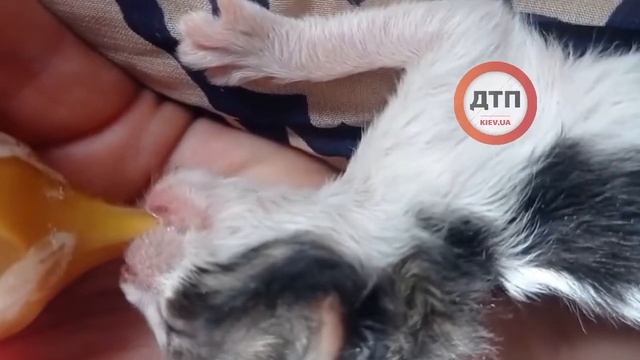 в реанимацию новорожденных котят к Лене были переданы несколько комплектов сухого молока