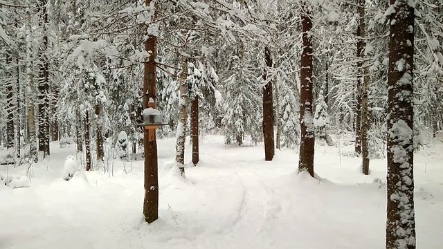 Синицы в лесу смотреть онлайн