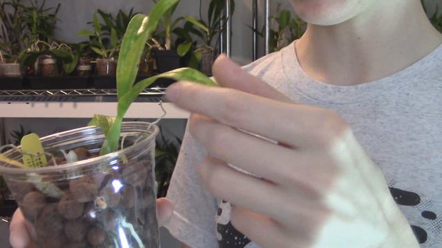October 2017 Orchid Update смотреть онлайн