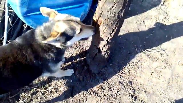 Собака ест ДЕРЕВО