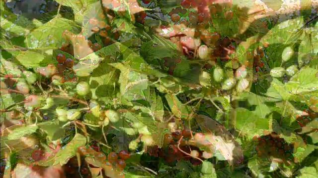 Практический семинар по обрезке ягодных культур смотреть онлайн