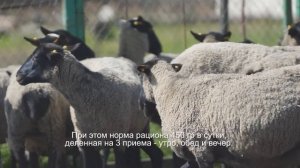 Пивная дробина для кормления скота: отзывы экспертов