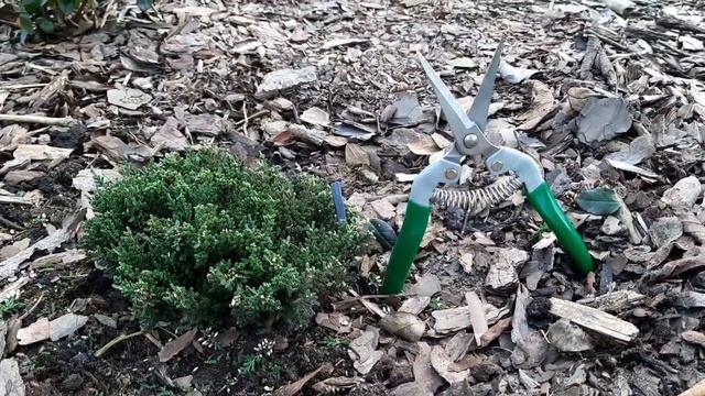 Гортензия на штамбе - её вторая обрезка. Вереск - обрезка. Журавли на поле. Шторм. 16.02.2023 смотреть онлайн