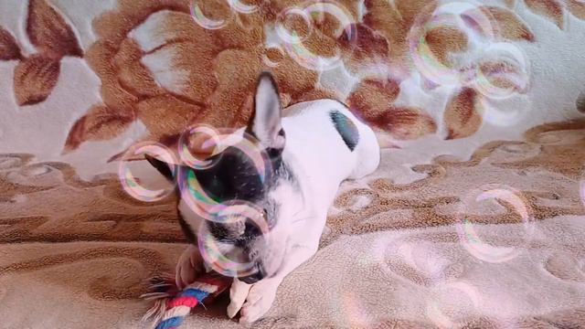 5 мифов о маленьких собаках 🐶 смотреть онлайн