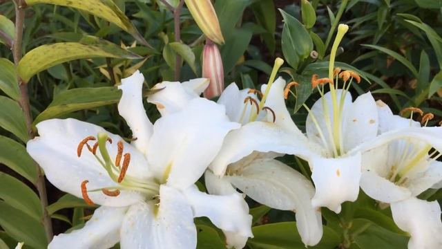 Лилия Speciosum Album смотреть онлайн