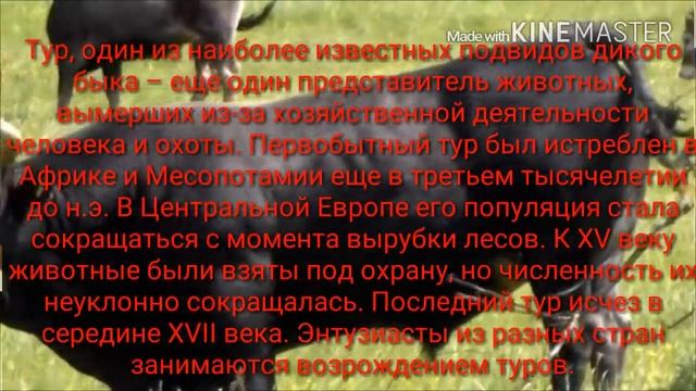 Топ-10 животных вымерших из-за человека смотреть онлайн
