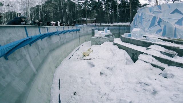 Новосибирский зоопарк. Герда и медвежонок катаются с горки смотреть онлайн
