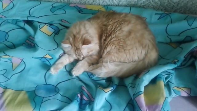 Стихи про животных. ЗАМЕЧАТЕЛЬНЫЙ стих про кота. Стихи смотреть онлайн