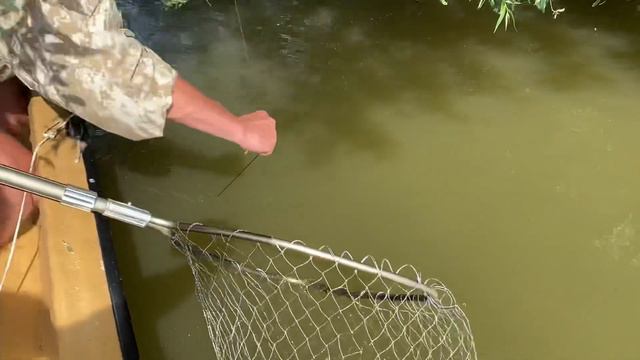 Сомы на лягушку летом 2021