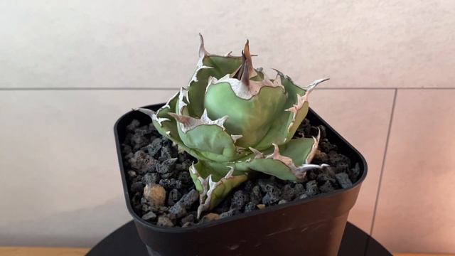 GREEN HEARTS - AGAVE TITANOTA SEAL смотреть онлайн