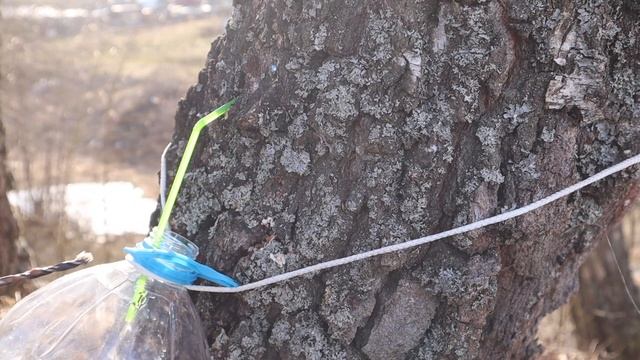 Грибные делишки