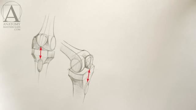 Knee Anatomy - Anatomy Master Class смотреть онлайн