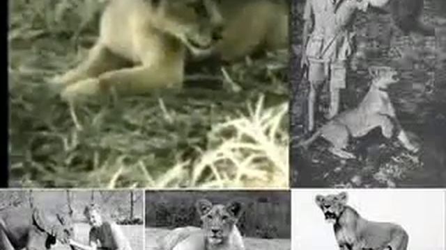 Elsa Born Free! The Ultimative Collection! смотреть онлайн