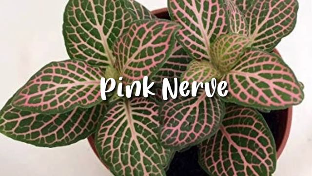 Varieties Of Fittonia | Kahalaman TV