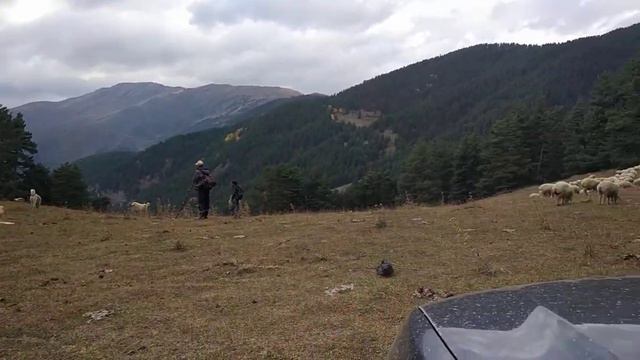 Овчарки прогнали от отары лошадей. Омало. Тушетия. Грузия. смотреть онлайн