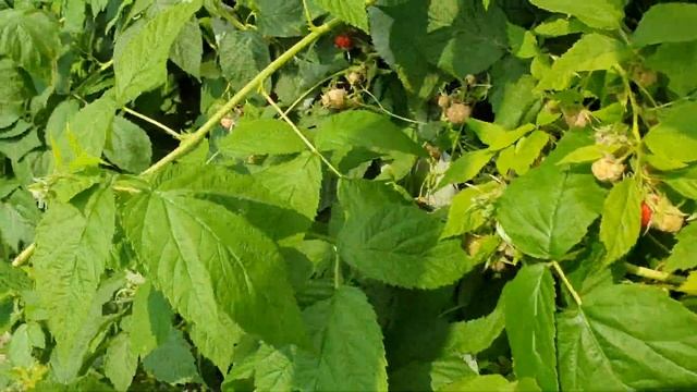 Классная малина. Сорт Кэролайн (Caroline) — малина-американка исключительного вкуса. смотреть онлайн