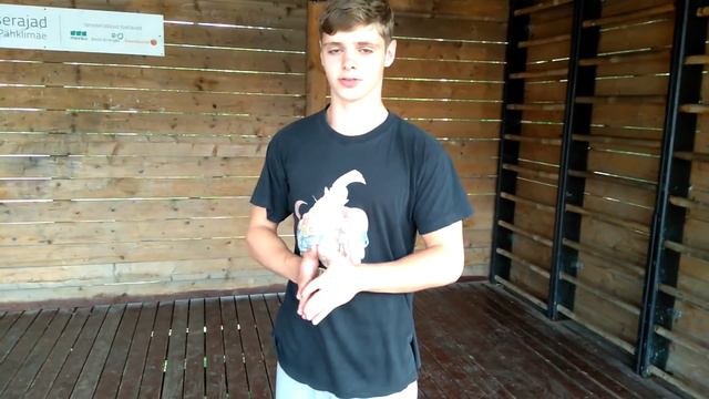 Учимся Делать Стойку на Руках смотреть онлайн