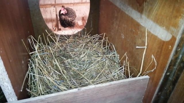 Как не дать курице стать наседкой. смотреть онлайн