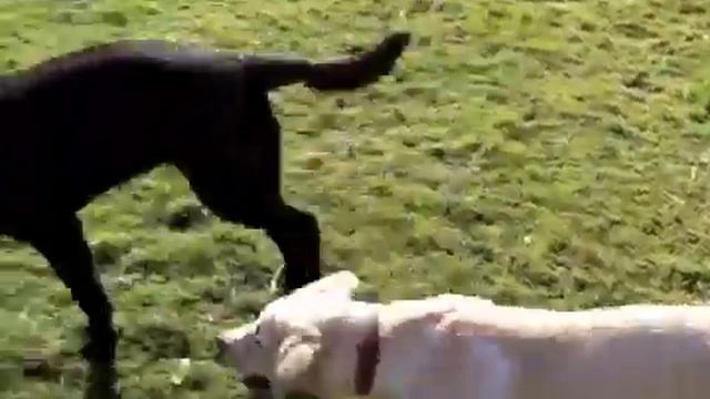 My Beautiful Chocolate Labrador - Samba.mp4 смотреть онлайн