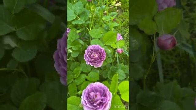 Minerva/Минерва #roses #розы #минерва #minerva