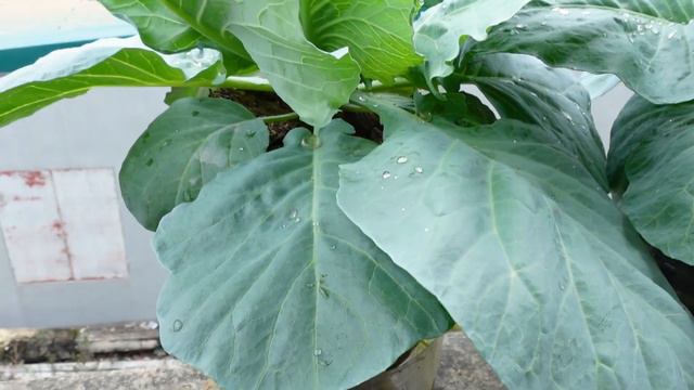 Super Simple Summer Cabbage Growing Tips, Always Have Clean Cabbage To Eat смотреть онлайн