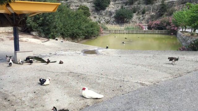 Красавцы павлины смотреть онлайн