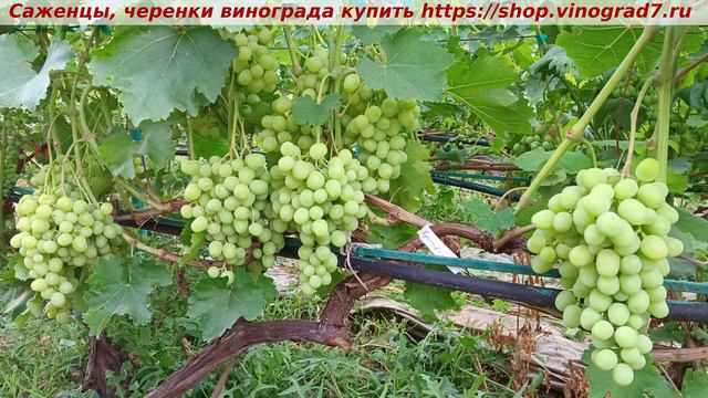 Парад окрашивания ультраранних сортов и ГФ винограда 9 июля -КРАСАВЧИК смотреть онлайн