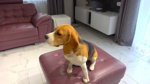 ШЕРЛОК ОЧЕНЬ БОЛЬНОЙ. БАТЯ ЛЕЧИТ ЩЕНКА. БРОС ШОУ ПЕТ