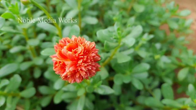 Cindrella - Fairytale cindrella - cindrella purslane.. WHATSAPP : 9361427377 смотреть онлайн