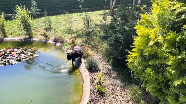 Непрошеные гости сада…? смотреть онлайн