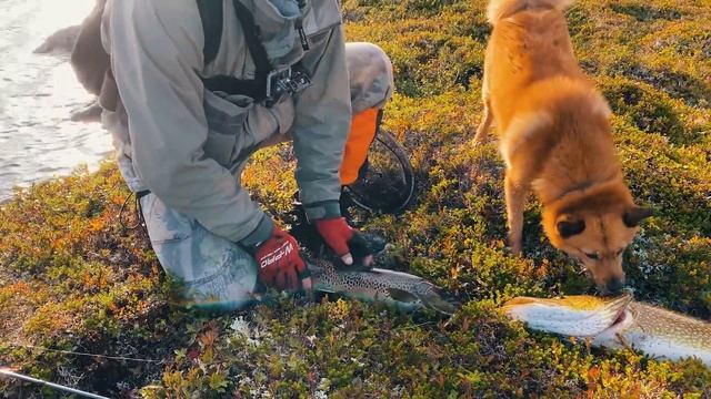 Рыбы Под Водой