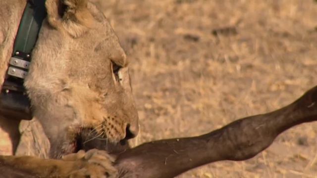 The Unusual Lions That Slowly Eat Their Prey Alive | Lions Behaving Badly | Full Documentary смотреть онлайн
