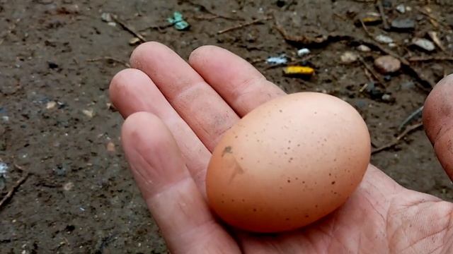 Молодка Микс Марана и Хохлатой!!! Крупное яйцо!!! смотреть онлайн