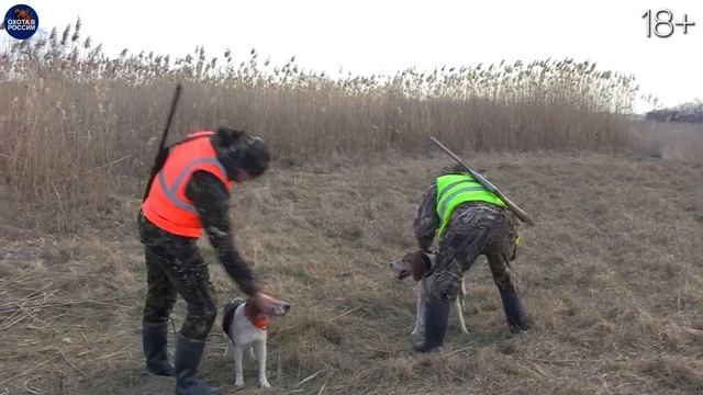Удачная охота на ВОЛКА и ШАКАЛА. Как гуляют на Кубани после охоты!? смотреть онлайн