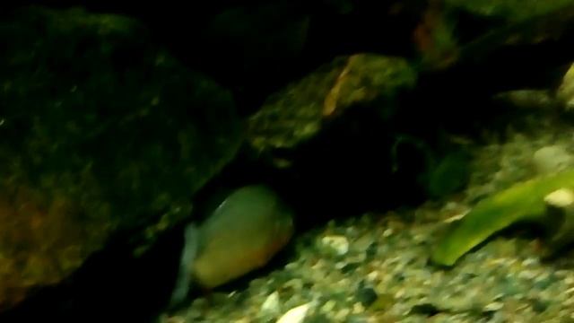 Пиранья укусила за руку!шок смотреть онлайн