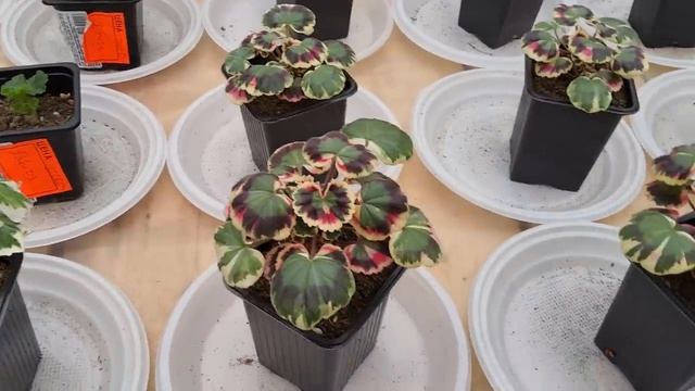 #608.Обзор черенков пеларгонии ,готовых к отправке ,осень 2023г. смотреть онлайн