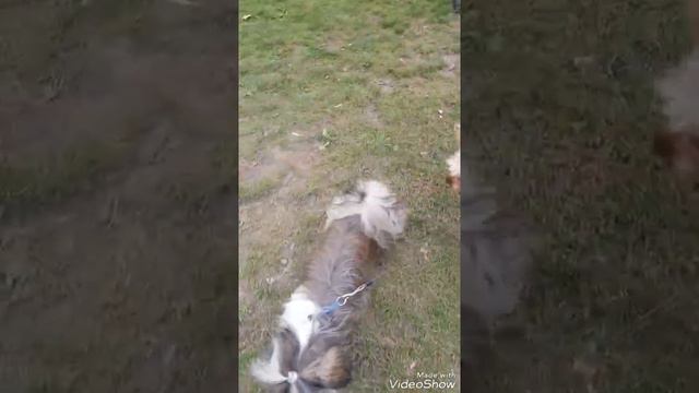 Амурные дела Ники и Тяпы из Питера. смотреть онлайн