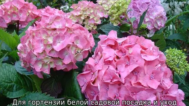 Гортензия садовая: посадка и уход в открытом грунте смотреть онлайн
