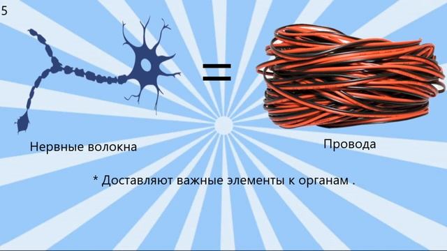 Комплектующие компьютера как органы человека. смотреть онлайн