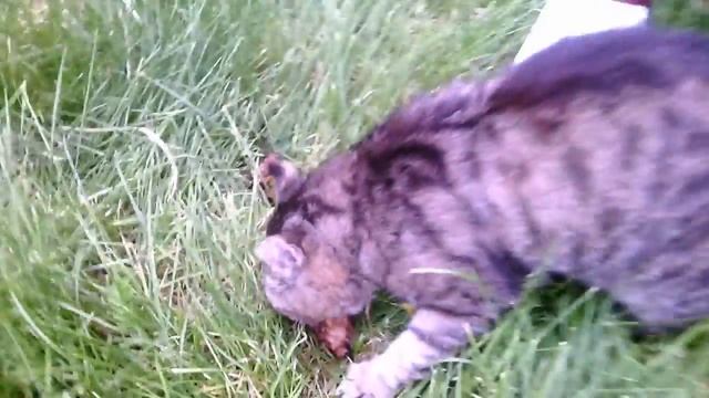 Кот Вася спёр шашлык смотреть онлайн