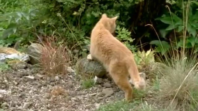 Кошки. Все о кошках смотреть онлайн