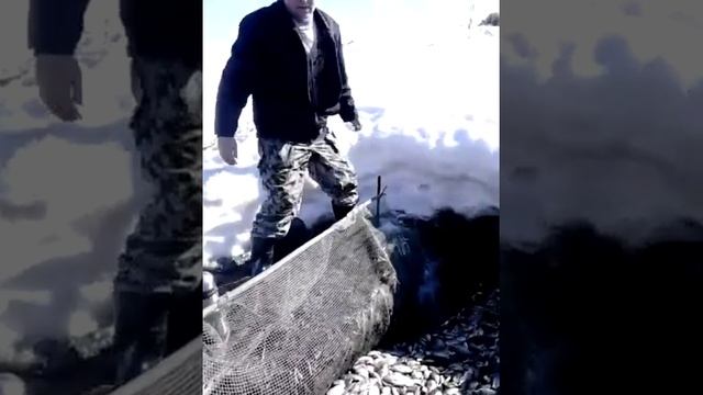Редкая рыба смотреть онлайн