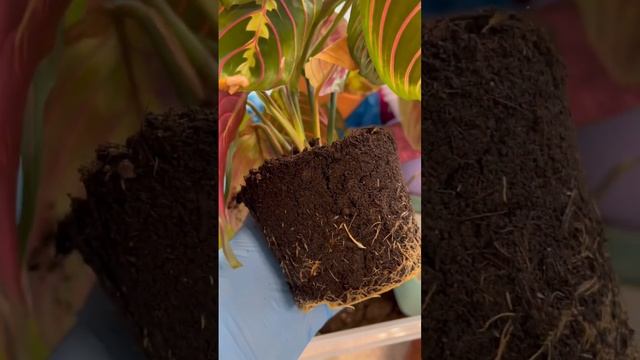 ПЕРЕСАЖИВАЮ МАРАНТУ ИЗ ТРАНСПОРТИРОВОЧНОГО МАГАЗИННОГО ГРУНТА смотреть онлайн