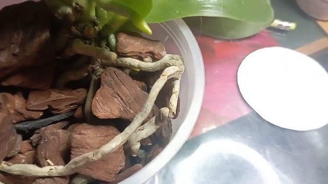 обзор на Лиодора спустя 1 месяц смотреть онлайн