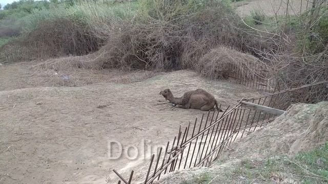 ШОКИРУЮЩИЕ ВИДЕО РОДИЛСЯ ВЕРБЛЮД/ A shocking was born of a camel.2020 смотреть онлайн