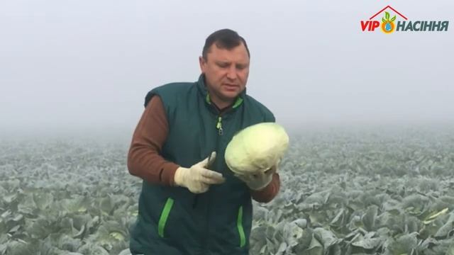 Мензания F1 (Menzania) белокочанная капуста среднего срока созревания от фирмы Seminis, Голландия смотреть онлайн