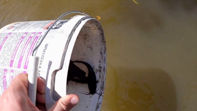 эксперимент. Кварцевый африканский сом в обычном пруду смотреть онлайн