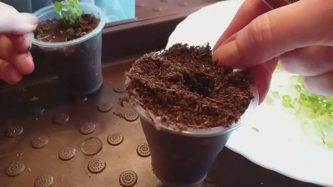 ГОРТЕНЗИИ in vitro,КАК В ЕВРОПЕ. Посадка."Мура" и Бургунди #саженцыгортензий #купитьсаженцыгортензий смотреть онлайн